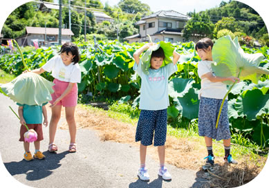 吉田農園のれんこんさん